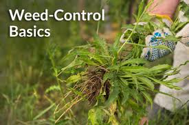 Weed control service and basic tips